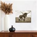 Picture of Life of a Bull _GroupedProduct_Rectangle_Landscape_Photography _GroupedProduct_Rectangle_Landscape_Unframed_Print_Only_