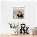 Picture of Lion Stare _GroupedProduct_Rectangle_Portrait_Photography _GroupedProduct_Rectangle_Portrait_Unframed_Print_Only_