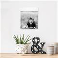 Picture of Lion Stare _GroupedProduct_Rectangle_Portrait_Photography _GroupedProduct_Rectangle_Portrait_Unframed_Print_Only_