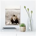 Picture of Lion Stare _GroupedProduct_Rectangle_Portrait_Photography _GroupedProduct_Rectangle_Portrait_Unframed_Print_Only_