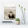 Picture of Lion Stare _GroupedProduct_Rectangle_Portrait_Photography _GroupedProduct_Rectangle_Portrait_Unframed_Print_Only_