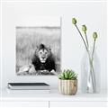 Picture of Lion Stare _GroupedProduct_Rectangle_Portrait_Photography _GroupedProduct_Rectangle_Portrait_Unframed_Print_Only_