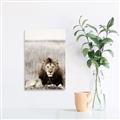 Picture of Lion Stare _GroupedProduct_Rectangle_Portrait_Photography _GroupedProduct_Rectangle_Portrait_Unframed_Print_Only_