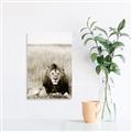 Picture of Lion Stare _GroupedProduct_Rectangle_Portrait_Photography _GroupedProduct_Rectangle_Portrait_Unframed_Print_Only_