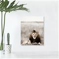 Picture of Lion Stare _GroupedProduct_Rectangle_Portrait_Photography _GroupedProduct_Rectangle_Portrait_Unframed_Print_Only_