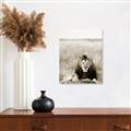 Picture of Lion Stare _GroupedProduct_Rectangle_Portrait_Photography _GroupedProduct_Rectangle_Portrait_Unframed_Print_Only_
