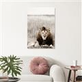 Picture of Lion Stare _GroupedProduct_Rectangle_Portrait_Photography _GroupedProduct_Rectangle_Portrait_Unframed_Print_Only_