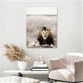 Picture of Lion Stare _GroupedProduct_Rectangle_Portrait_Photography _GroupedProduct_Rectangle_Portrait_Unframed_Print_Only_