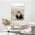 Picture of Lion Stare _GroupedProduct_Rectangle_Portrait_Photography _GroupedProduct_Rectangle_Portrait_Unframed_Print_Only_
