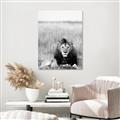 Picture of Lion Stare _GroupedProduct_Rectangle_Portrait_Photography _GroupedProduct_Rectangle_Portrait_Unframed_Print_Only_