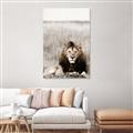 Picture of Lion Stare _GroupedProduct_Rectangle_Portrait_Photography _GroupedProduct_Rectangle_Portrait_Unframed_Print_Only_