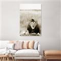 Picture of Lion Stare _GroupedProduct_Rectangle_Portrait_Photography _GroupedProduct_Rectangle_Portrait_Unframed_Print_Only_