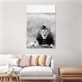 Picture of Lion Stare _GroupedProduct_Rectangle_Portrait_Photography _GroupedProduct_Rectangle_Portrait_Unframed_Print_Only_
