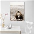 Picture of Lion Stare _GroupedProduct_Rectangle_Portrait_Photography _GroupedProduct_Rectangle_Portrait_Unframed_Print_Only_