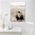 Picture of Lion Stare _GroupedProduct_Rectangle_Portrait_Photography _GroupedProduct_Rectangle_Portrait_Unframed_Print_Only_