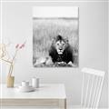 Picture of Lion Stare _GroupedProduct_Rectangle_Portrait_Photography _GroupedProduct_Rectangle_Portrait_Unframed_Print_Only_