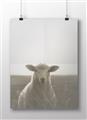 Picture of Grazing Sheep  _GroupedProduct_Rectangle_Landscape_Photography _GroupedProduct_Rectangle_Landscape_Unframed_Print_Only_