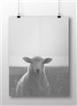 Picture of Grazing Sheep  _GroupedProduct_Rectangle_Landscape_Photography _GroupedProduct_Rectangle_Landscape_Unframed_Print_Only_