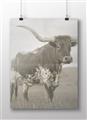 Picture of Life of a Bull _GroupedProduct_Rectangle_Landscape_Photography _GroupedProduct_Rectangle_Landscape_Unframed_Print_Only_