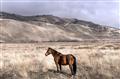 Picture of Lone Horse  _GroupedProduct_Rectangle_Landscape_Photography _GroupedProduct_Rectangle_Landscape_Unframed_Print_Only_