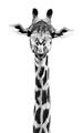 Picture of Long Neck II _GroupedProduct_Rectangle_Portrait_Photography _GroupedProduct_Rectangle_Portrait_Unframed_Print_Only_