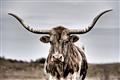 Picture of Longhorn Bull _GroupedProduct_Rectangle_Landscape_Photography _GroupedProduct_Rectangle_Landscape_Unframed_Print_Only_