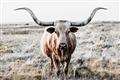 Picture of Longhorn Bull II _GroupedProduct_Rectangle_Landscape_Photography _GroupedProduct_Rectangle_Landscape_Unframed_Print_Only_