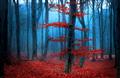 Picture of Mysterious Woods  _GroupedProduct_Rectangle_Landscape_Photography _GroupedProduct_Rectangle_Landscape_Unframed_Print_Only_