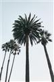 Picture of Palm Trees  _GroupedProduct_Rectangle_Portrait_Photography _GroupedProduct_Rectangle_Portrait_Unframed_Print_Only_