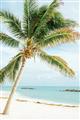 Picture of Palm Trees II _GroupedProduct_Rectangle_Portrait_Photography _GroupedProduct_Rectangle_Portrait_Unframed_Print_Only_