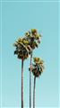 Picture of Palm Trees III _GroupedProduct_Rectangle_Portrait_Photography _GroupedProduct_Rectangle_Portrait_Unframed_Print_Only_