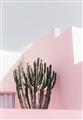 Picture of Pink Cactus II _GroupedProduct_Rectangle_Portrait_Photography _GroupedProduct_Rectangle_Portrait_Unframed_Print_Only_