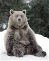 Picture of Snowy Bear _GroupedProduct_Rectangle_Portrait_Photography _GroupedProduct_Rectangle_Portrait_Unframed_Print_Only_