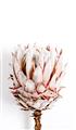 Picture of Soft Protea _GroupedProduct_Rectangle_Portrait_Photography _GroupedProduct_Rectangle_Portrait_Unframed_Print_Only_