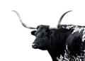 Picture of Spotted Bull  _GroupedProduct_Rectangle_Landscape_Photography _GroupedProduct_Rectangle_Landscape_Unframed_Print_Only_