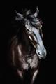Picture of Stallion _GroupedProduct_Rectangle_Portrait_Photography _GroupedProduct_Rectangle_Portrait_Unframed_Print_Only_