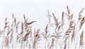 Picture of Wheat in the Wind II _GroupedProduct_Rectangle_Landscape_Photography _GroupedProduct_Rectangle_Landscape_Unframed_Print_Only_