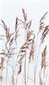 Picture of Wheat in the Wind III _GroupedProduct_Rectangle_Portrait_Photography _GroupedProduct_Rectangle_Portrait_Unframed_Print_Only_