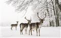 Picture of Winter Deers _GroupedProduct_Rectangle_Landscape_Photography _GroupedProduct_Rectangle_Landscape_Unframed_Print_Only_