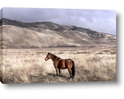 Picture of Lone Horse