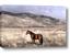 Picture of Lone Horse