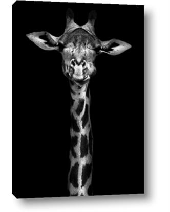 Picture of Long Neck