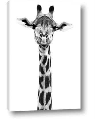 Picture of Long Neck II