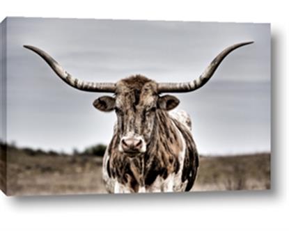 Picture of Longhorn Bull
