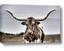 Picture of Longhorn Bull