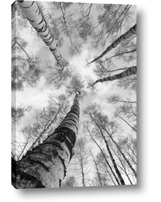 Picture of Look up Birch