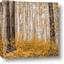 Picture of Mustard Forest