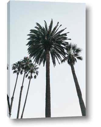Picture of Palm Trees