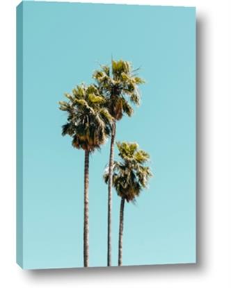 Picture of Palm Trees III