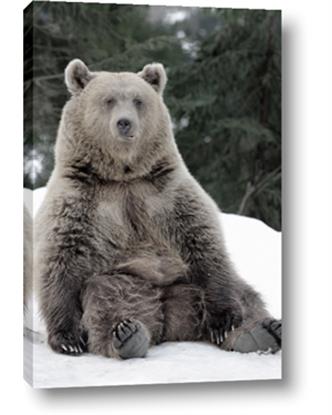 Picture of Snowy Bear